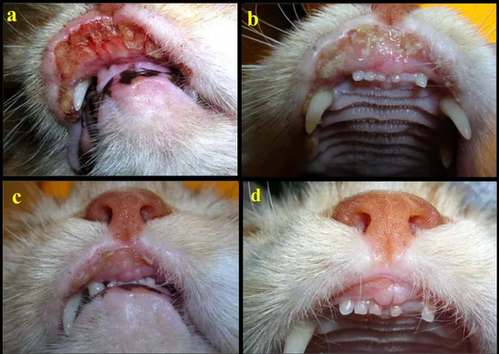 Şekil 1. Tedaviden önce (a) ve tedavinin 3.(b), 7.(c) ve 14.(d) günlerinde dudak lezyonların görünümü  Figure 1