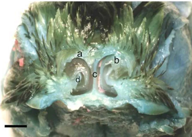 Figure 2. Transverse section through the RNC. a- NO, b- RNC,  c- NS, d-Vertical lamella of nostril