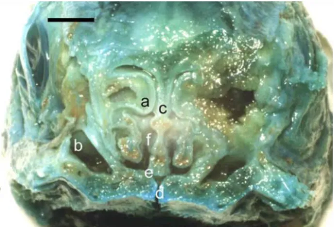 Figure 4. Transverse section through the CNC. a- CNC,    b- Opening of infraorbital sinus, c-NS d- Choanal opening,    e- VM
