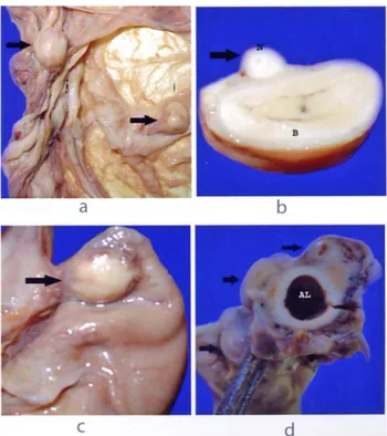 Figure 1. Parasitic granulomas (arrows) in spirocercosis   a. Mesenterium, b. Jejenum; N: Nodular formation, B: Intestine  (jejenum), c