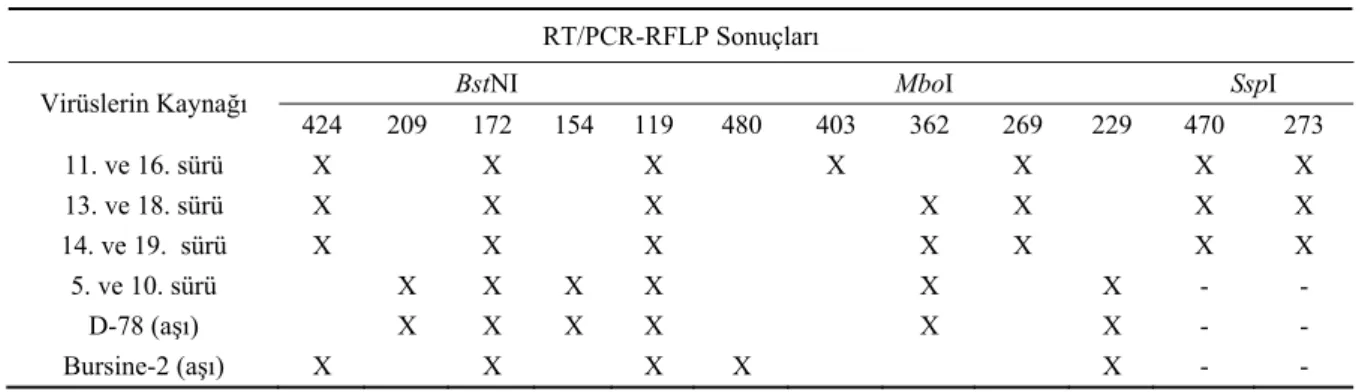 Şekil 5. Saha suşlarının  SspI enzimi kullanılarak elde edilen  RFLP paternleri. M. moleküler ağırlık marker (GeneRuler,  100bp DNA Ladder, Fermentas Litvanya), 11, 13, 14, 16, 18