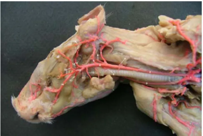 Şekil 2.Lateral’den görünüm.  Figure 2. Lateral view. 