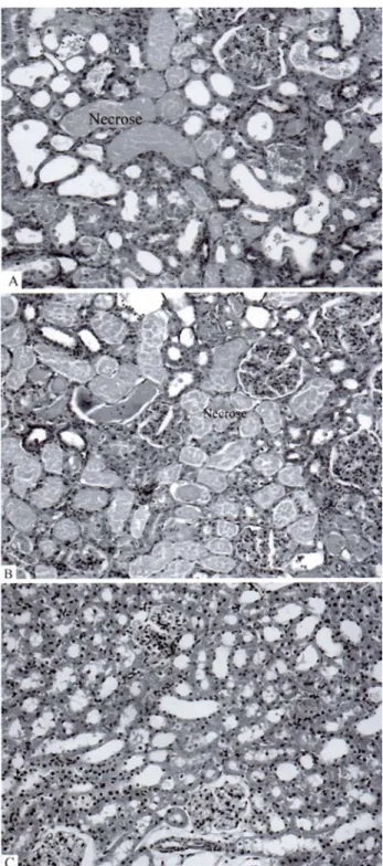 Figure 1: Histopathological view of rats’ kidney (x180).    A) Gentamicin; B) Gentamicin + allopurinol; C) Control  Şekil 1: Rat böbreklerinin histopatolojik görünümü(x180)