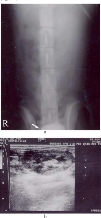 Figure 2. Ventrodorsal view of 120 minutes after (a)  intravenous injection of contrast medium for EU, and  longitudinal sonogram of the left kidney (b) in a 5-year-old  female Boxer