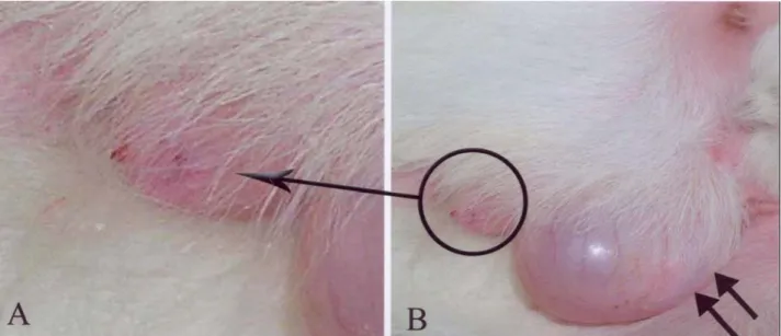 Figure 1. A- Close-up photograph of the protruded penis and proc. urethralis from the preputial sheath of the kid, B- Penil urethral  diverticulum (double arrow) 