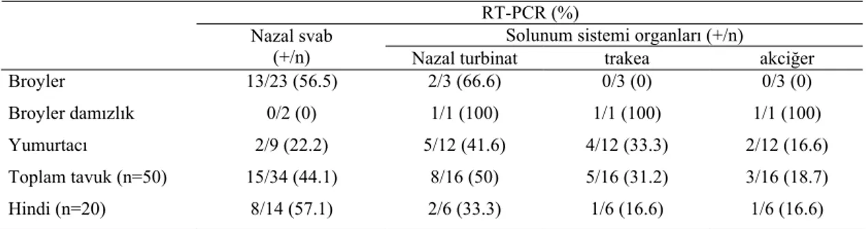 Table 3. RT-PCR result of APV suspicious chicken and turkeys (number of flocks).   RT-PCR (%) 