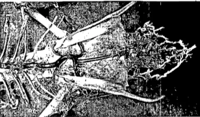 Şekil 2. Ördekte aorta descendens'in seyri (korozyo kast, vent-
