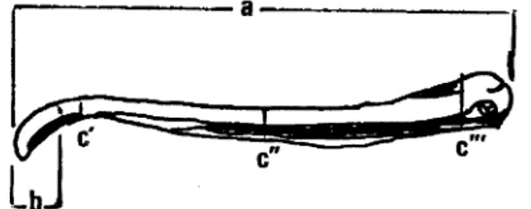 Şekil i: Os penis üzerinden alınan ölçümler (Lateral görünüm). Figure i :Measurements of os penis (Lateral view).