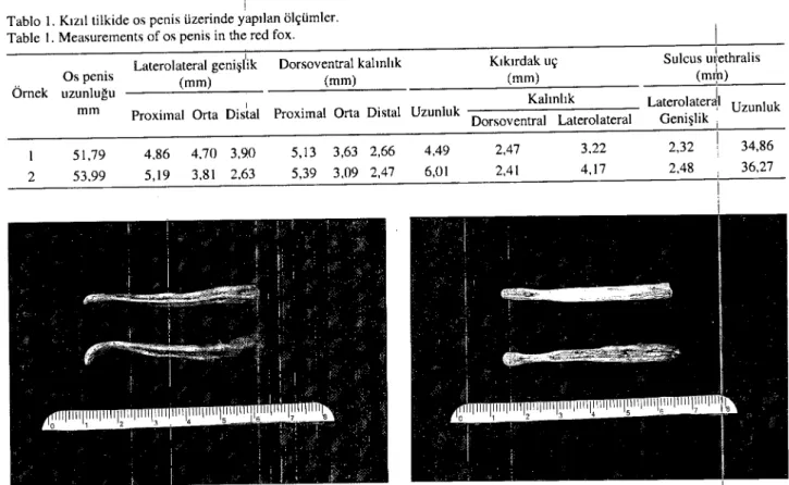 Tablo i. Kızıl tilkide os penis üzerinde yapılan ölçümler. Table i. Measurements of os penis in the red fax.