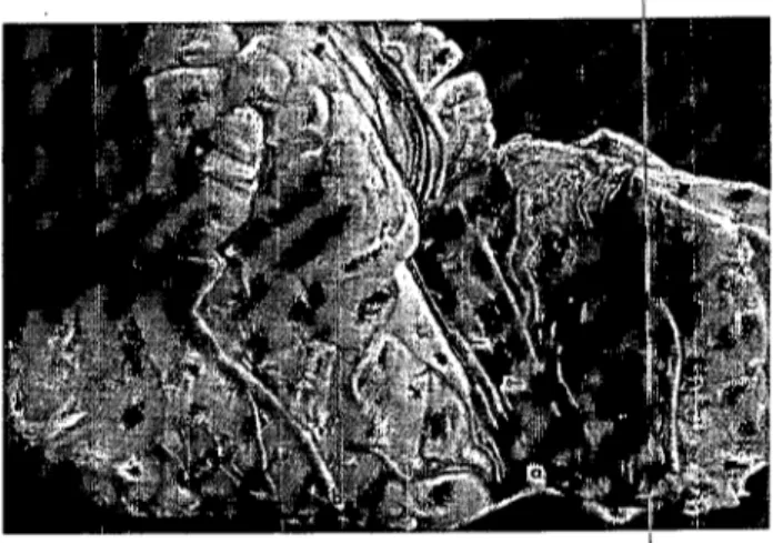 Şekil 2. Cerebellum'un lateralden görünümü Figure 2. Lateral vİew of the cerebeııum