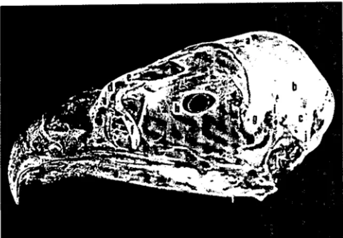 Şekil 2. Km! şahinde cranium'un ventral'c1en görlinlişii. FigLJIc 2. Vcnır,ti view or eranıum in red ralcon.