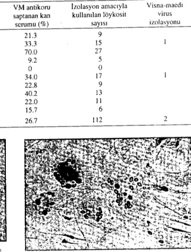 Şekil 2. Koyıııı choroid plexııs hücre kültürü (canlı, x ı 160). Figııre 2. Shecp choroid plexııs ceıı cııltııre (Iive, x ı160).