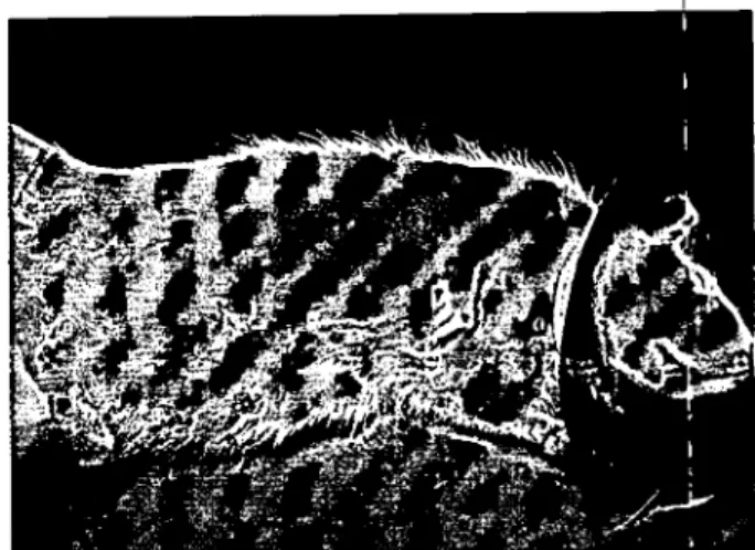 Şekil 4. Röntgen filminden hazırlanan yakalık Figııre 4. The collar made of X-ray filıns.