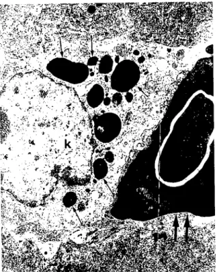 Figure 9. Electron ınicroseopie arpearancc of a Kupffcr eell. k: Kupffer eell. anows: Iysosomes