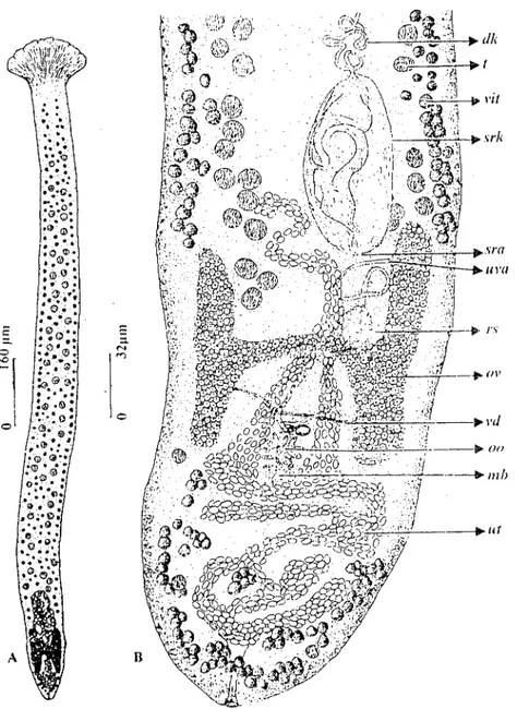 Şekil ı. C{/ryophyll{/t'Us /(/ıiceps'in anatomik yapısı (orijinal). A- genel görliniim