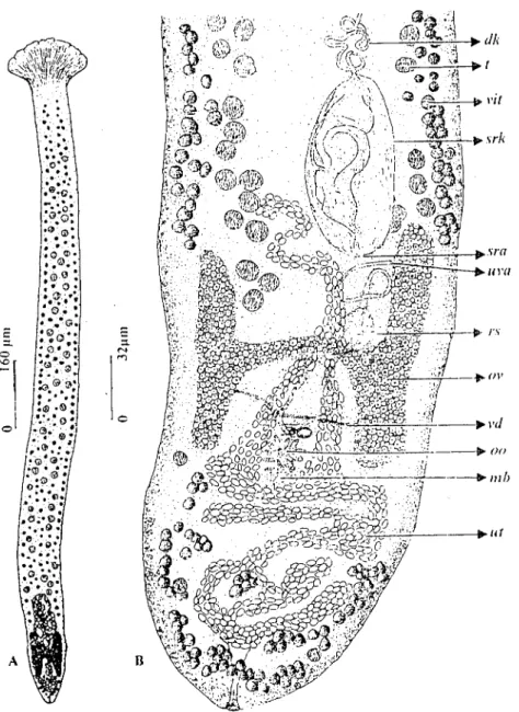Şekil ı. C{/ryophyll{/t'Us /(/ıiceps'in anatomik yapısı (orijinal). A- genel görliniim