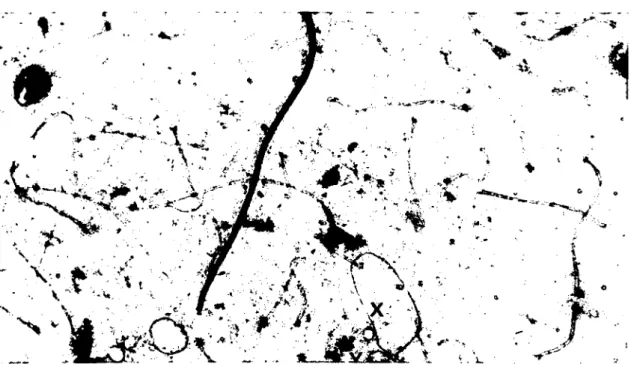 Figure 3. The axial elements (arrow heads), synapsed bivalents (s) and early reeombination nodules (arraws) in the early zygotene