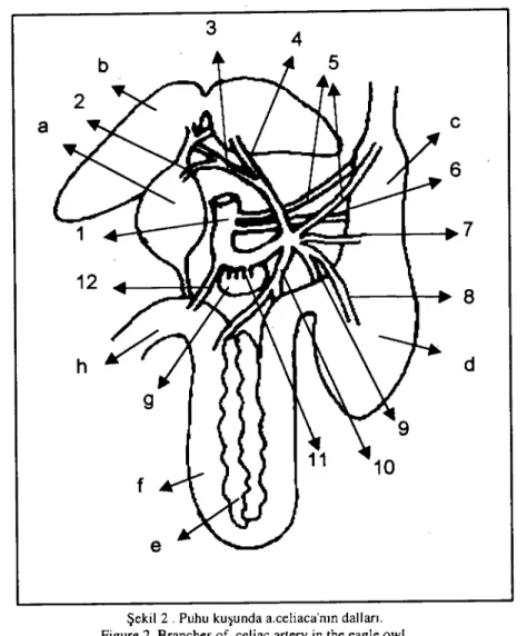 Şekil 2 . Puhu ku~unda a.eeliaea'nın daııarı. Figure 2. Branehcs of ecliae artcry in the eaglc ow!.