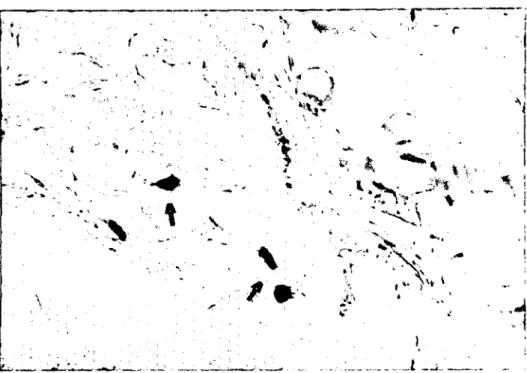 Figure 2. AB (+) (a), SO (+)(s) and AB/SO(+)(ab) mast ceııs in the skin of dog. AB/SO