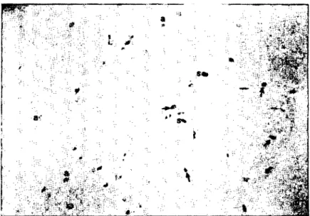 Figure i: Light microscopic appearence of ması eeııs in myometrium of mouse uterus. Arrows: TB (+) mast eeııs