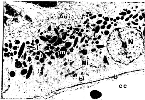 Fig. i. Electron micrograph of the retinal epithelium over the non-tapetal area in the goal