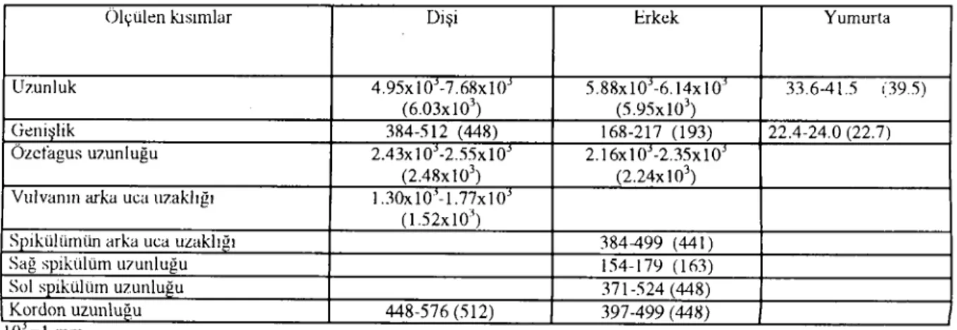 Tablo I. Dispharynx nasula'nın erkek, dişi ve yumurtasına ail ölçüler (J.!1l1)