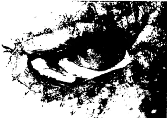 Figure 9. Case number 36, cal. mongrcl. 3 year.' old.male: Acquired upper lower eyelid enlropion associaıed wiıh lime burning (arrow: corneal \ITilalion of lower eyelid).