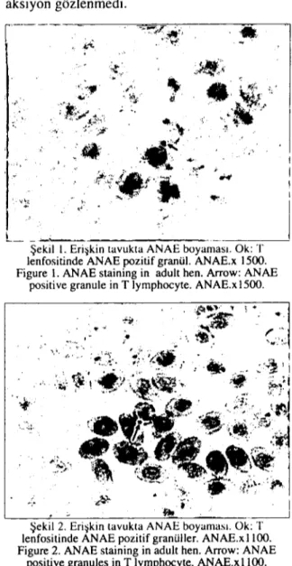 Şekil i. Eri~kin tavukta ANAE boyaması. Ok: T lenfositinde ANAE pozitif granül. ANAE.x 1500