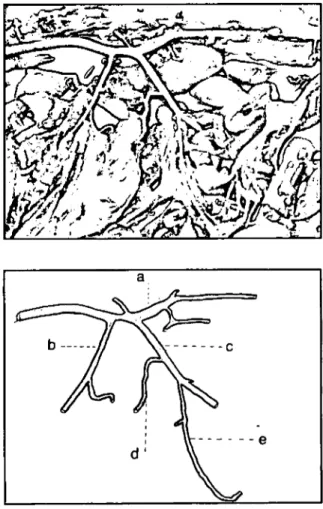 Şekil 2. Kobayda artecia celiaca ve artecia mesenterica cranialis'in aoeta'dan çıkışının soltaraftan görünüşü
