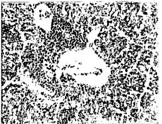 Figure 8. Apperiance of normalliver tissue in the control group.