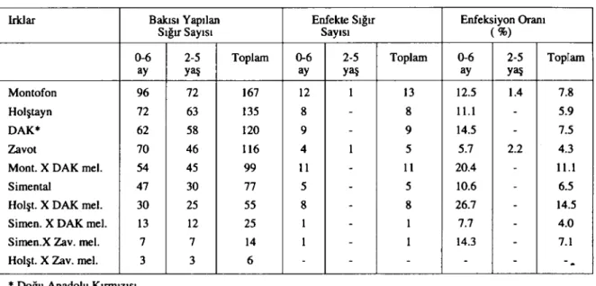 Tablo 4: Toxocara vitulorum'un ırklara göre dağılımı.
