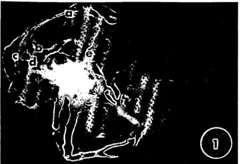 Fig. i. Lateral view of the venous drainage of the head in the sheep. a)Dorsal sagillal sinus