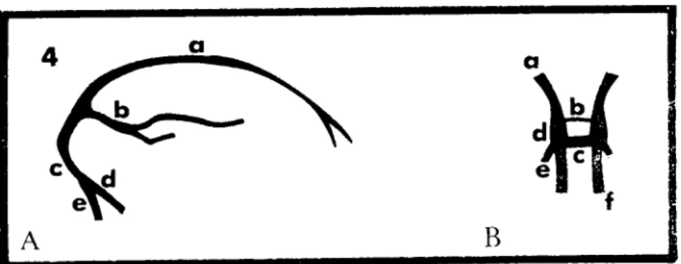 Fig. 4A. Diagram of the dorsal system of dural sinuses-lateral view.
