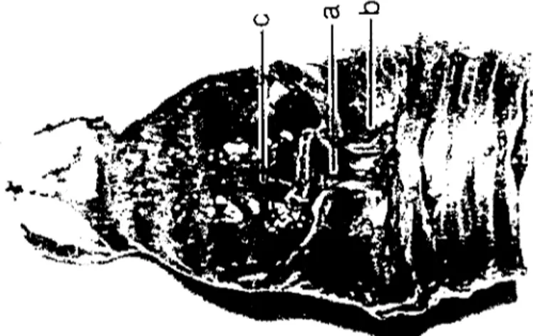 Şekil 4. Denizli horozunda carıilago prncricoidea ve carıilago cricoidea'nın dorsarden görünüşü