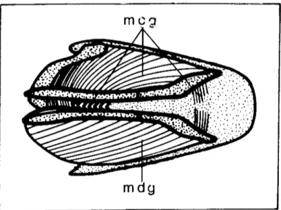Şekil 7. Denizli horozunda iç laryfIX kaslarının dorsal'den görünüşü. (Dorsal view of intrinsic laryngeal musdes of Ihe Denizli cock.)
