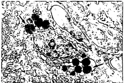Figure 6: One hour afler Vilamin A adminisıration. Gold chloride positive lipid droplets were seen hoıh in the liver hepaıocyte (arrows) and perisinusoidal ceıı (L)