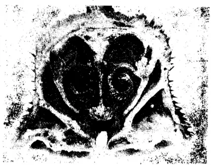 Şekil 6.1 A. Denizli horozunuıı başından alınan transversal kesit &#34;IIT&#34;. (Transverse section of the head of Denizli cock &#34;III&#34;).