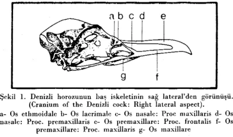 Şekil 1. Denİzli horozunun haş iskeletinin sağ lateral'den görünüşü.