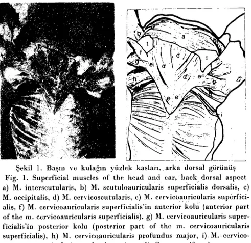 Şekil ı. Başııı ve kulağın yüzlek kaslan,. arka dorsal gorunuş Fig. ı. Superfieial muscles of the head and car, Laek