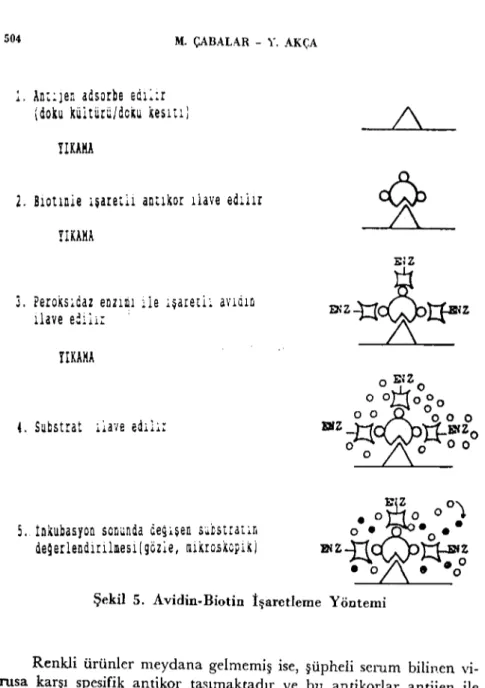 Şekil 5. Avidin.Biotin İşaretlerne Yöntemi