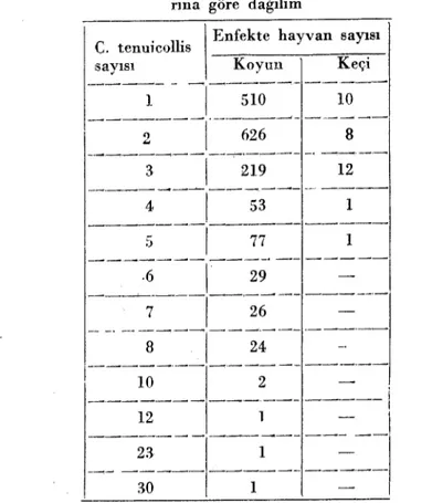 Tablo 4. Bakısı yapılan enfekte kc.yun ve keçilerde C. tenuicoUis sayıla- sayıla-rma göre dağılım