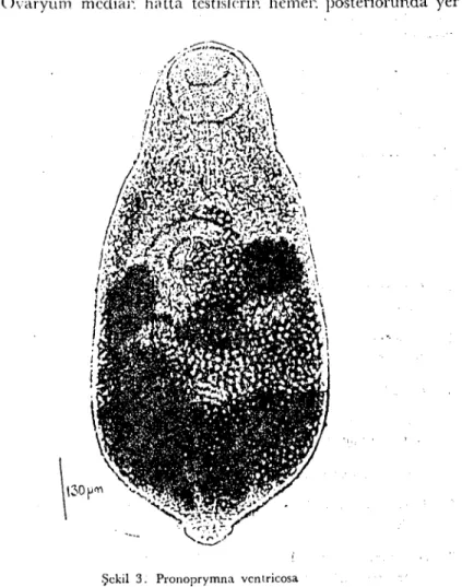 Şekil 3. Pronoprymna vcnlricosa