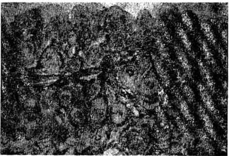 Figure 2. Skin from dorsal area stained after Pinkus. x 40. Şekil 2. Sırt bölgesinde deri