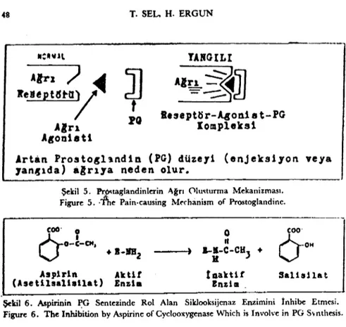 Şekil 5. Prıl&lt;ıaglandinlerin &#34;ğrı ()lu~turma Mekanizması. Figure 5. :he Pain.causing Mf'chanism of Prostoglandinc.