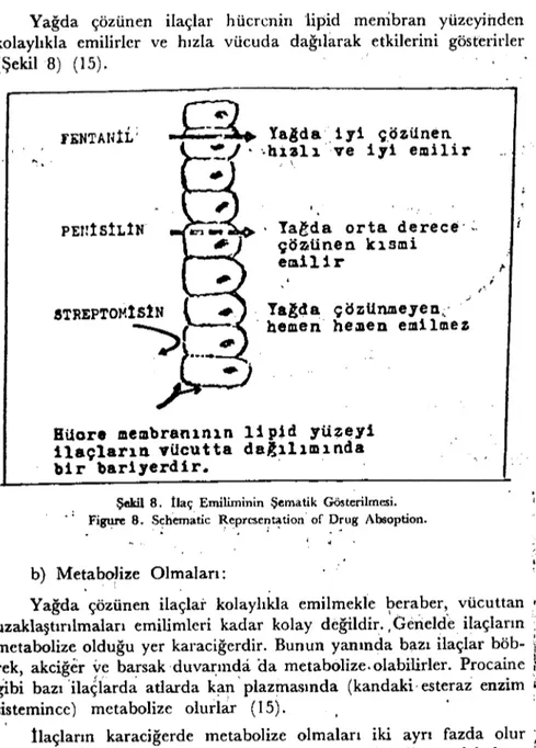 şekil 8. ılaÇ Emiliminin Şematik Gösterilmesi. .. Fi~ 8. S<?hematic ~~prcse~~tion' of Drug Absoption.