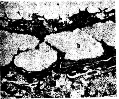 Şekil 2. i3 günlük bıldırcm embriyosunda periderm ile epiderm'in üst katmanı: a) Si- Si-toplazması organelden fakir yüzlek periderm hücresi, b) Sitoplazması fibröz materyalle dolu derin periderm hücresi, c) Epiderm'in str