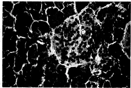 Şekil 3. i yaşlı sığırda Langcrhans adacığında A ve B hücreleri. A: A hücreleri, B: B hücreleri, oklar: kapilar damarlar.X 400.