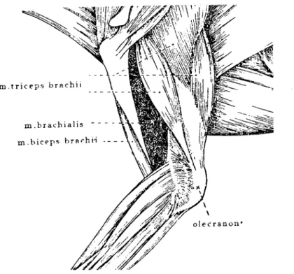 Şekil 4. M. brachialis'in normal anatomik konumu. Figure 4. Normal anatoınic view of the brachial muscle.