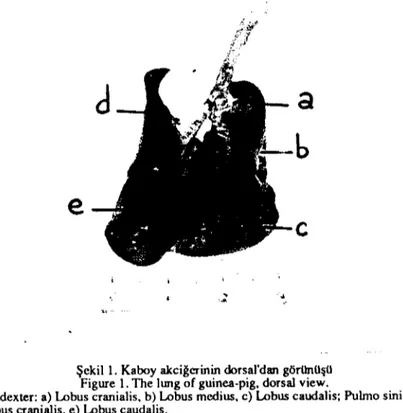 Şekil i. Kaboy akciğerinin dorsardan görünüşü Figure i. The lung of guinca-pig. dorsal view.