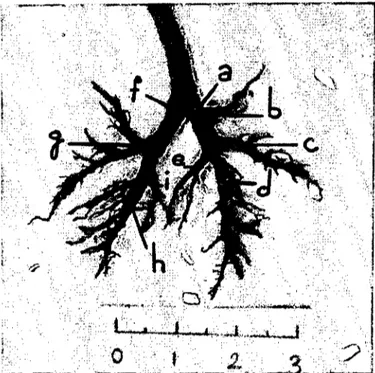Şekil 3. Kaboyda broncnus'ların dallanmasının dorsal'den görünüşü Figurc 3. The hronchial tree of guinea-pig, dorsal view.